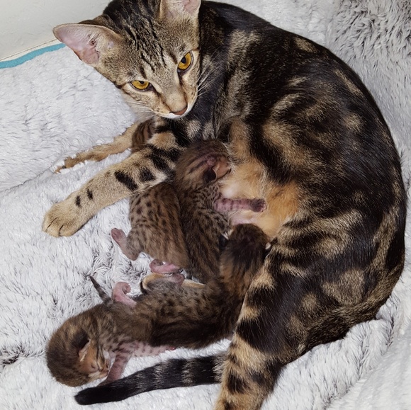 Meet your Posher, Lisa & Helpers - Picture 6 of 8